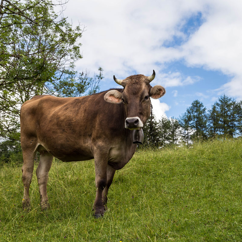 Kuh Allgäu